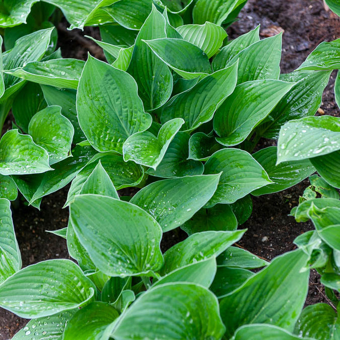 Siebold-Funkie ‘Elegans’ - Hosta sieboldiana elegans - Bakker