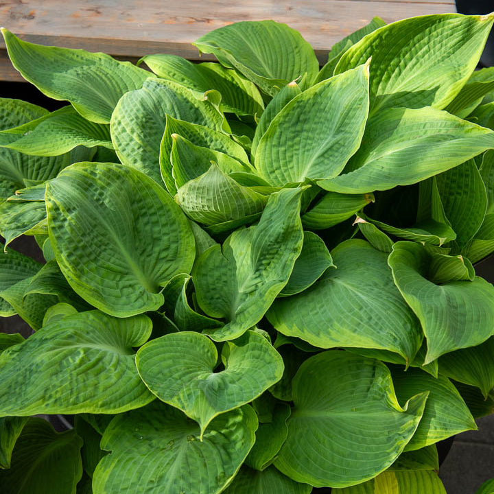 Hosta Frances Williams mit gelbem Rand - Hosta sieboldiana frances williams - Bakker
