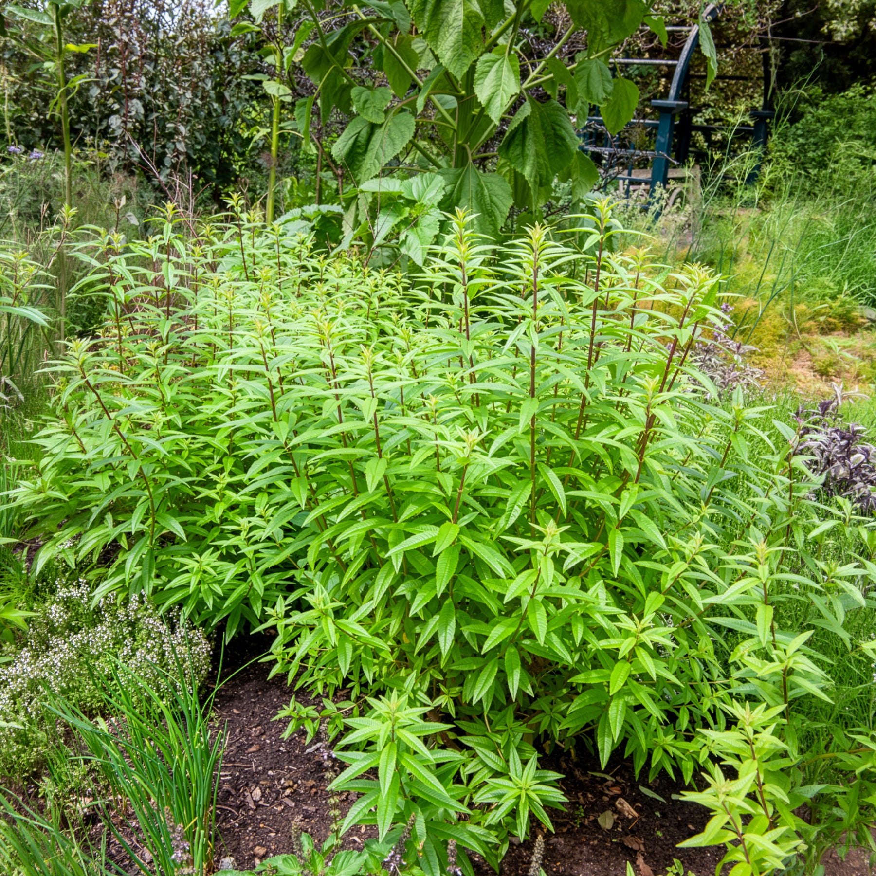 Verkauf Zitronenverbene - Aloysia citrodora