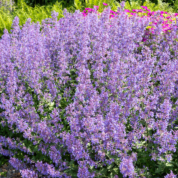 Nepeta faassenii Junior Walker - Katzenminze 'Junior Walker' - Nepeta