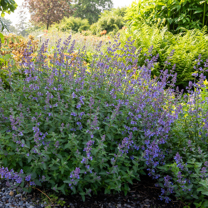 Nepeta - Katzenminze 'Junior Walker' - Nepeta faassenii Junior Walker