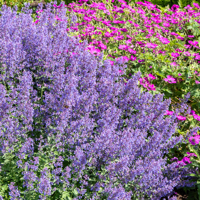Katzenminze 'Junior Walker' - Nepeta faassenii Junior Walker - Bakker