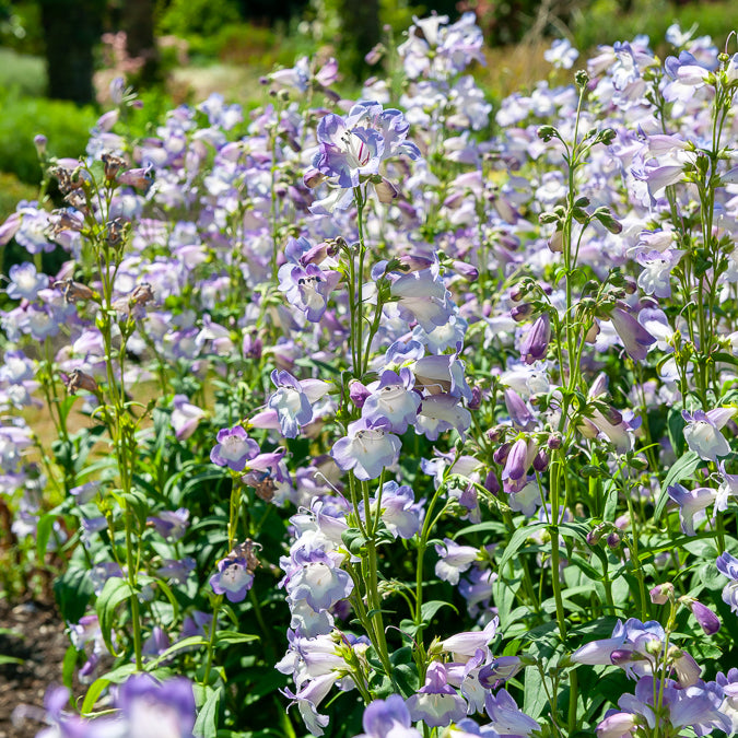 Penstemon Alice Hindley - Bartfaden 'Alice Hindley' - Galane