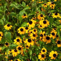Verkauf Dreilappiger Sonnenhut - Rudbeckia  triloba