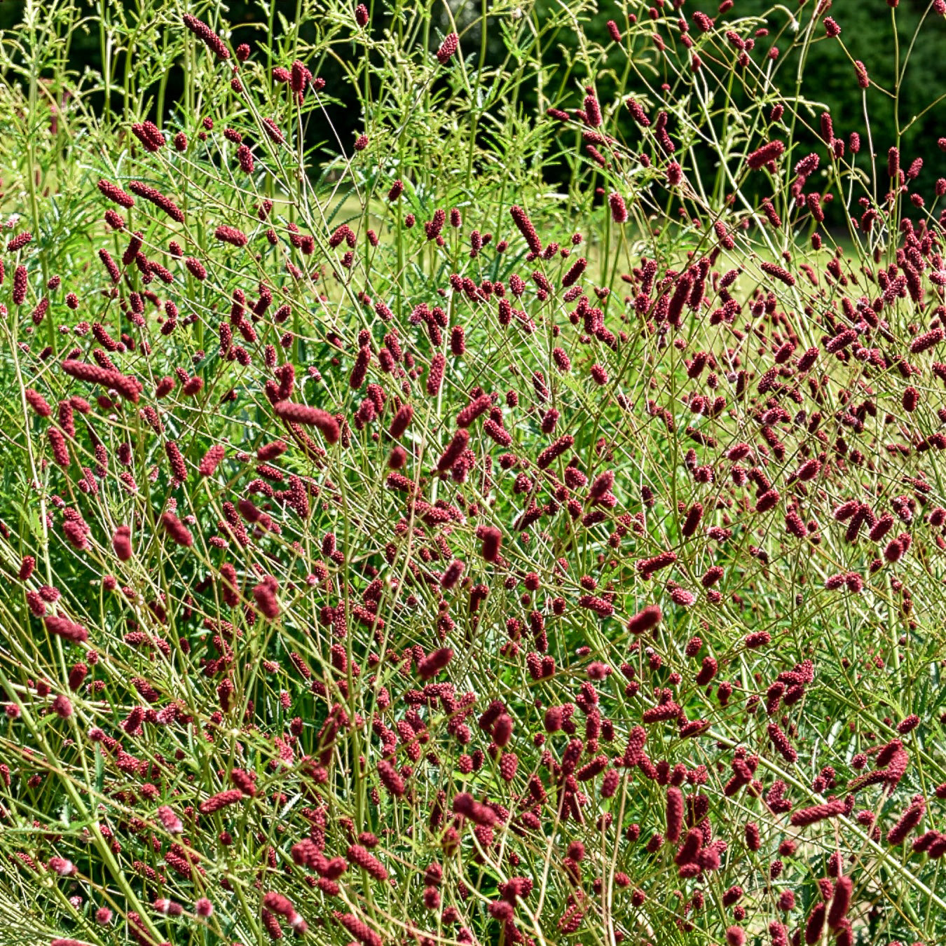 Verkauf 5 Stauden für eine Blumenwiese - Panicum virgatum,Sesleria autumnalis, Allium sphaerocephalon,Veronicastrum virginicum, Sanguisorba officinalis      