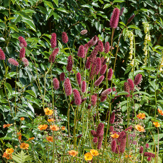 Großer Wiesenknopf - Bakker