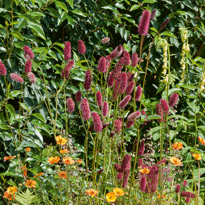 Großer Wiesenknopf - Bakker