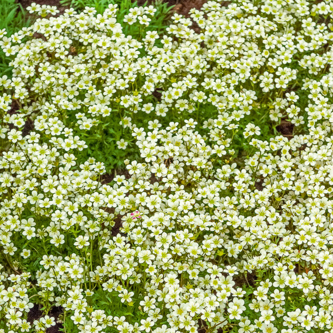 Moos-Steinbreche 'Pixie White' - Saxifraga arendsii White Pixie - Bakker