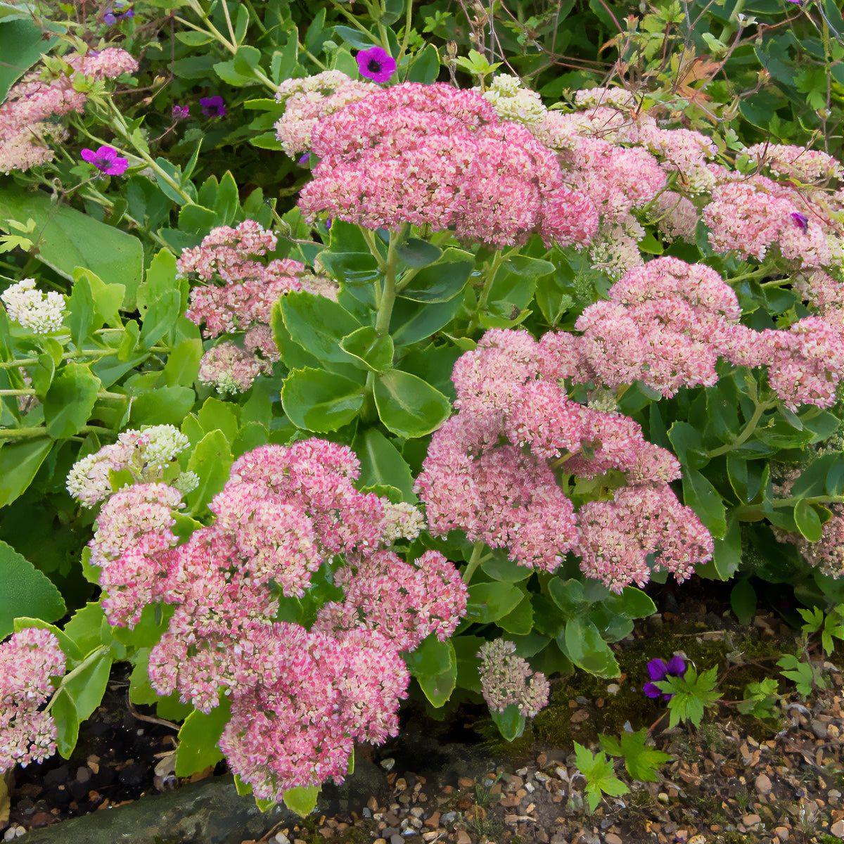 Sedum - Fetthenne - Hohes-Fettblatt 'Herbstfreude' - Sedum herbstfreude