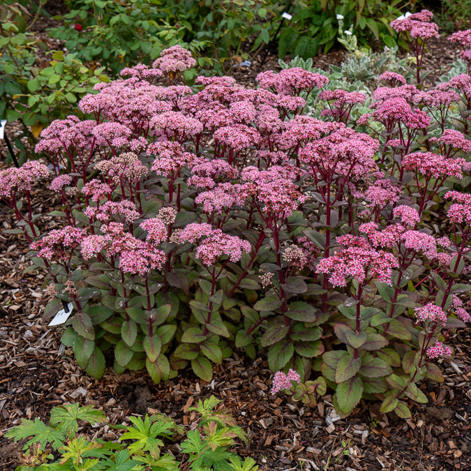 Verkauf Fetthenne Matrona - Sedum matrona