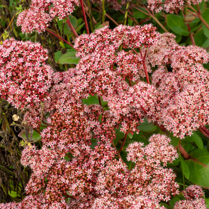Sedum - Fetthenne - Fetthenne Matrona - Sedum matrona