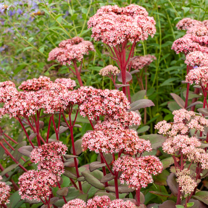 Fetthenne Matrona - Sedum matrona - Bakker