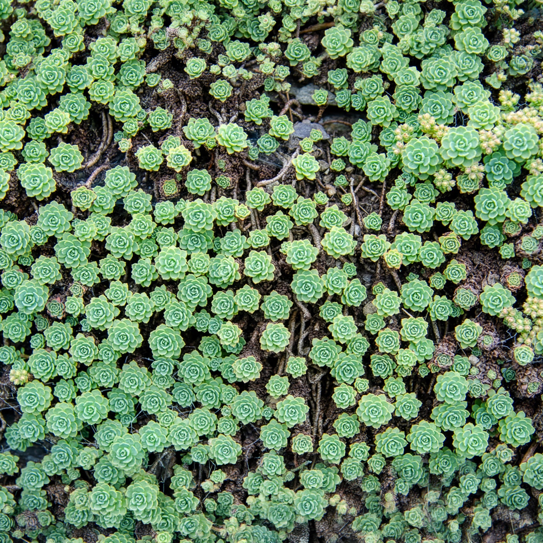 Dickrosettiges Fettblatt - Sedum pachyclados - Bakker