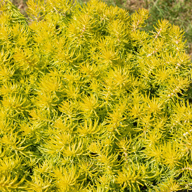 Stauden - Felsen-Fetthenne ‘Angelina’ - Sedum reflexum Angelina