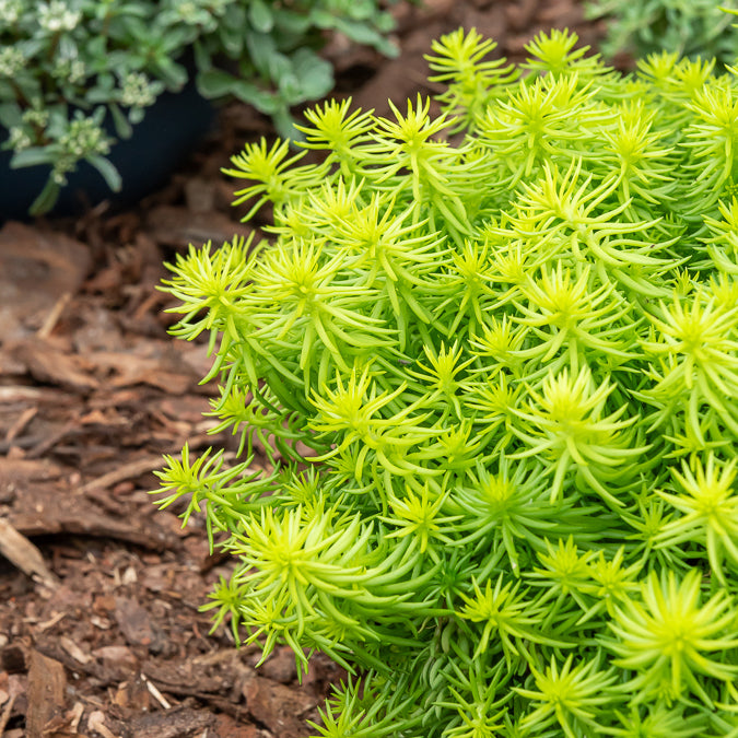 Felsen-Fetthenne ‘Angelina’ - Sedum reflexum Angelina - Bakker