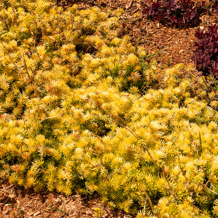 Sedum reflexum Angelina - Felsen-Fetthenne ‘Angelina’ - Stauden