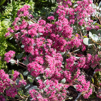 Siebolds Fettblatt - Sedum sieboldii - Bakker