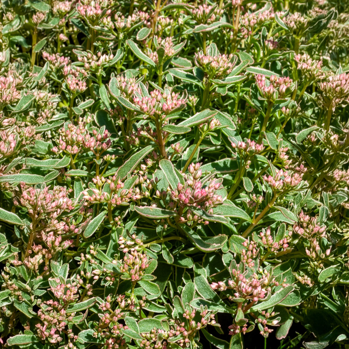 Sedum - Fetthenne - Teppich-Fettblatt Variegatum - Sedum spurium Variegatum