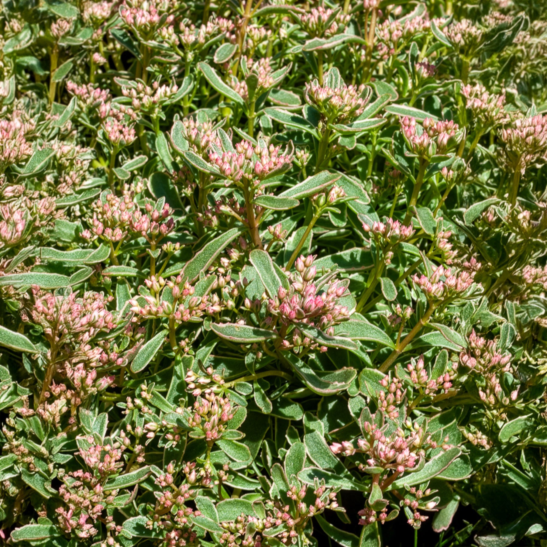 Sedum - Fetthenne - Teppich-Fettblatt Variegatum - Sedum spurium Variegatum