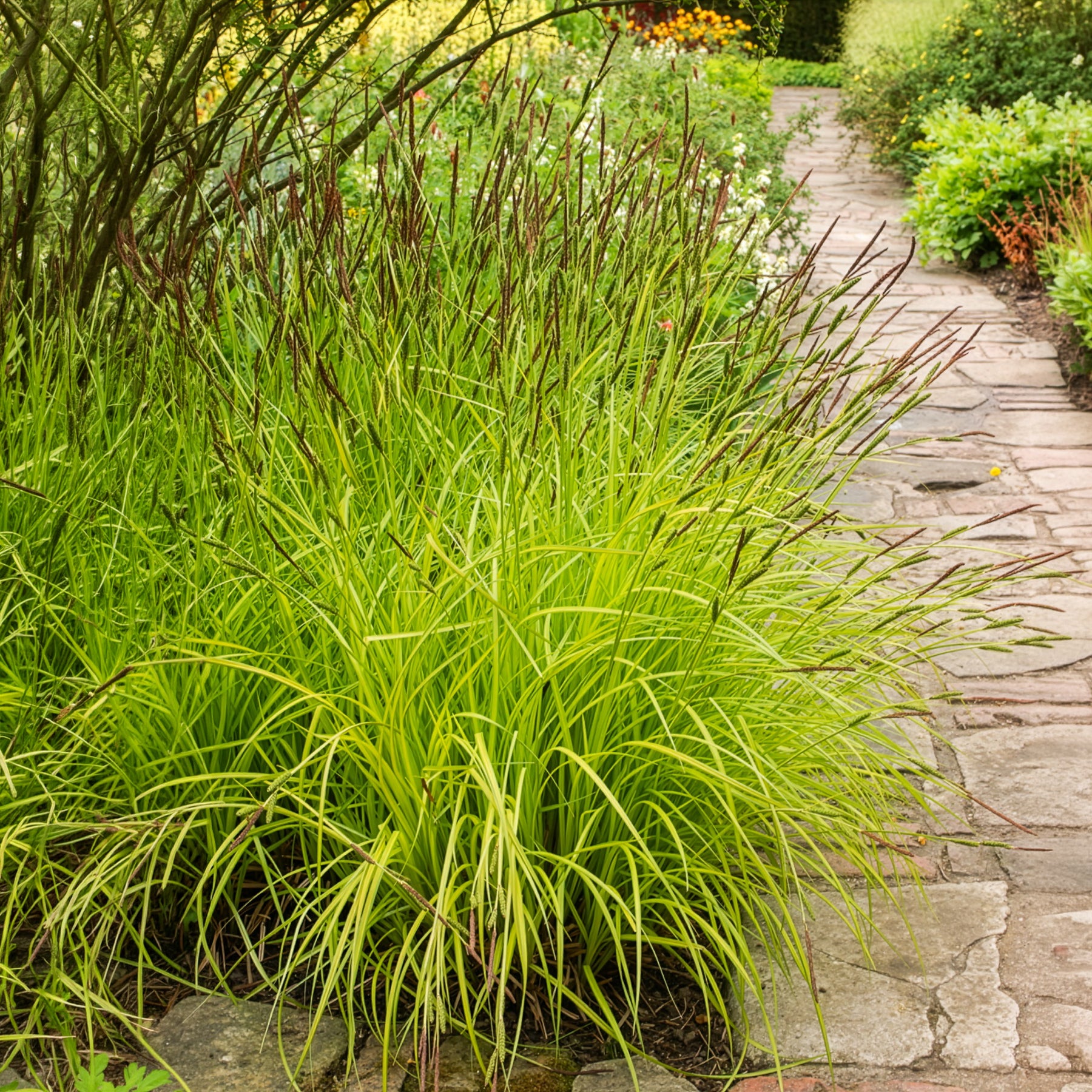 Verkauf Segge ‘Aurea’ - Carex elata aurea
