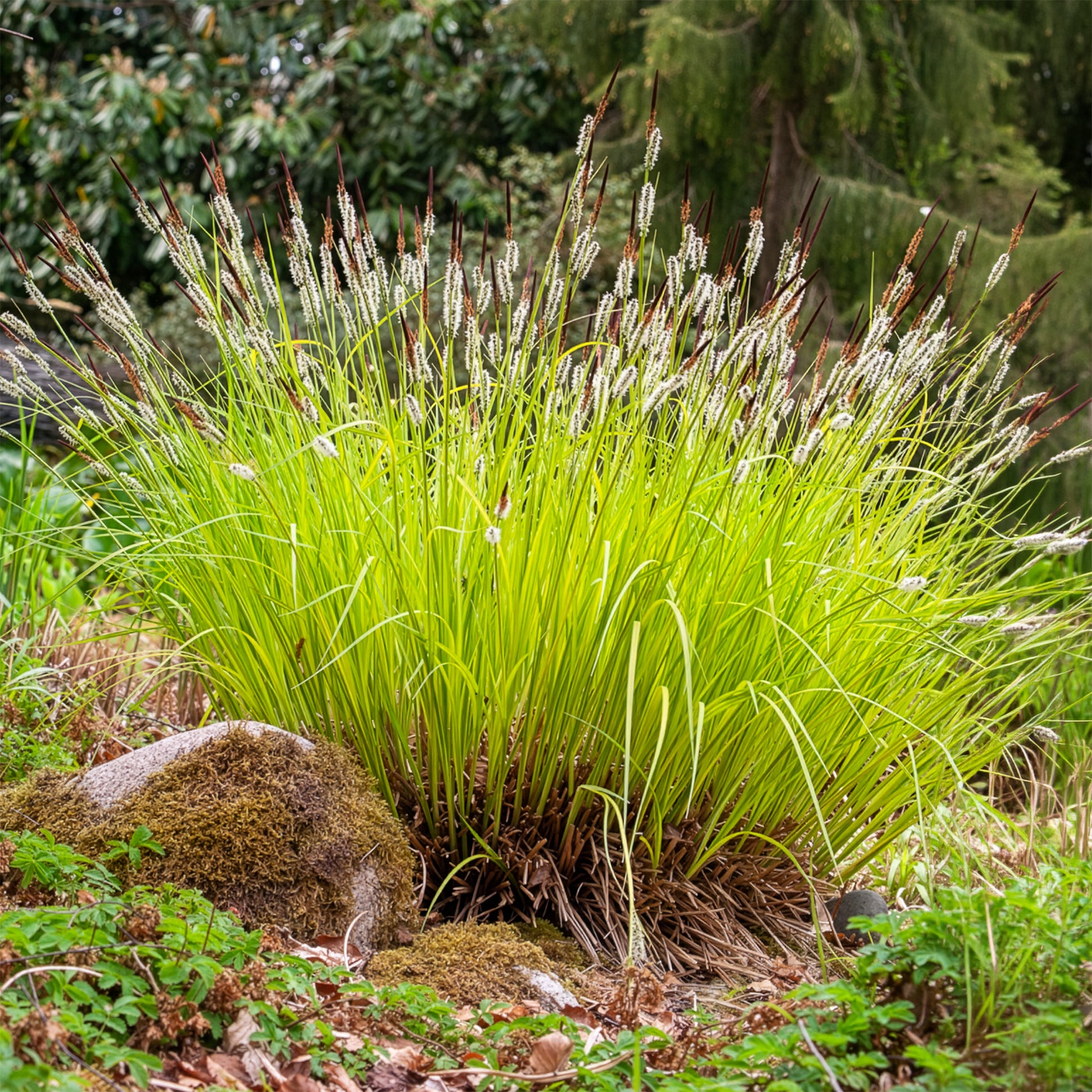 Carex elata aurea - Segge ‘Aurea’ - Carex