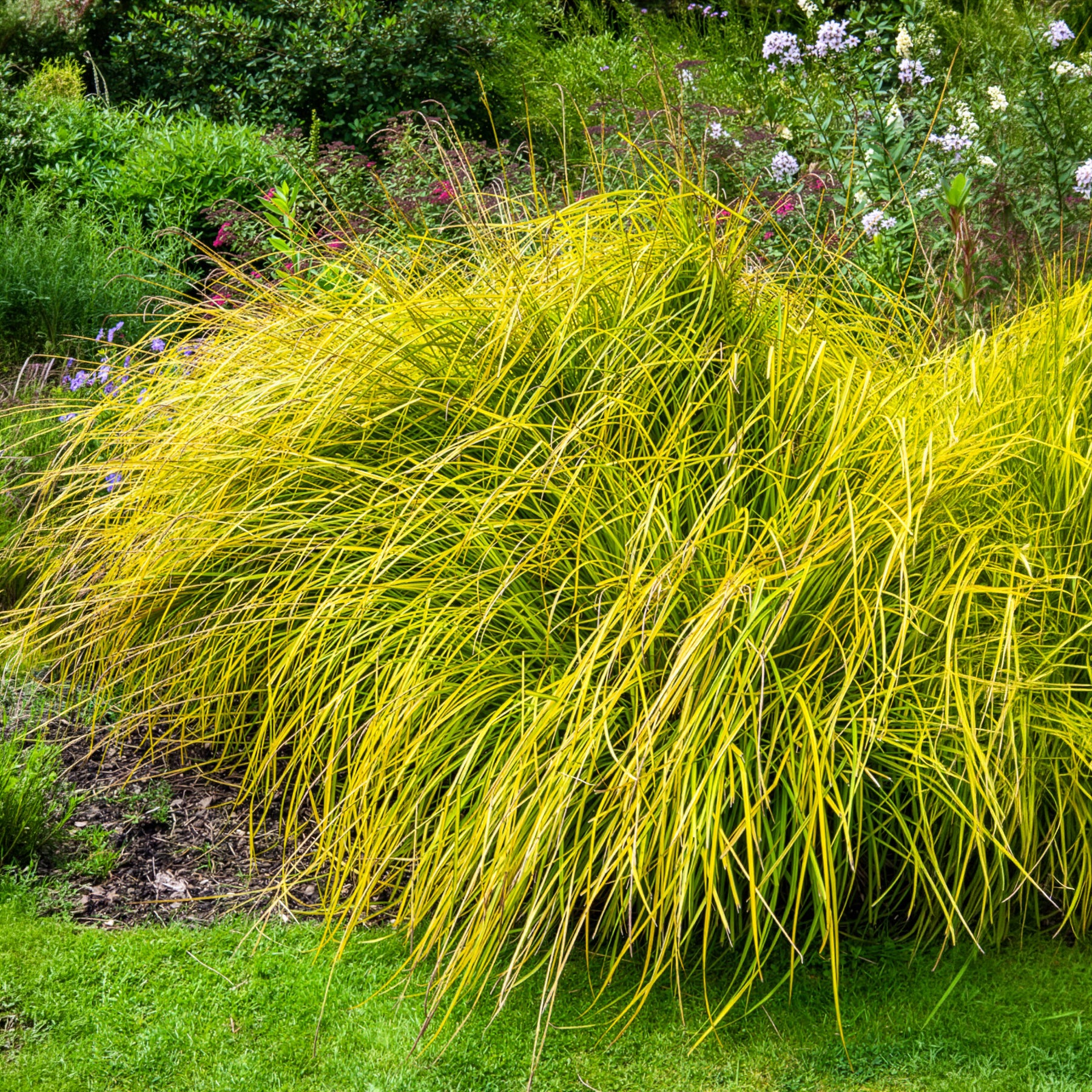 Carex - Segge ‘Aurea’ - Carex elata aurea