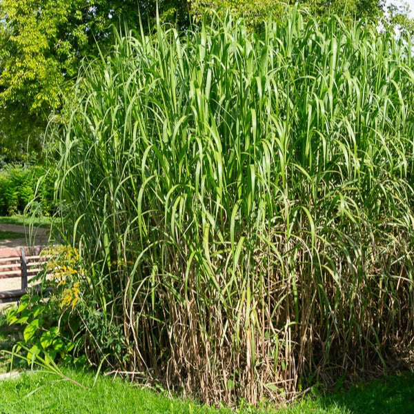 Miscanthus - Riesen-Chinaschilf (Miscanthus floridulus) - Miscanthus giganteus (floridulus)