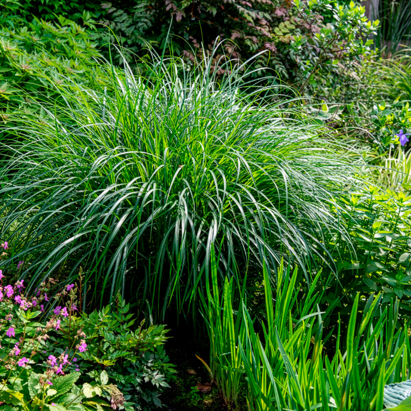 Eulalie Kleine Silberspinne Chinaschilf - Miscanthus sinensis kleine silberspinne - Bakker