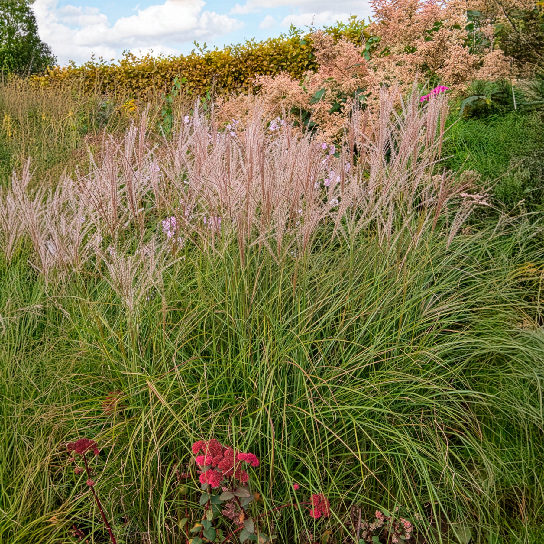 Miscanthus sinensis kleine silberspinne - Eulalie Kleine Silberspinne Chinaschilf - Miscanthus