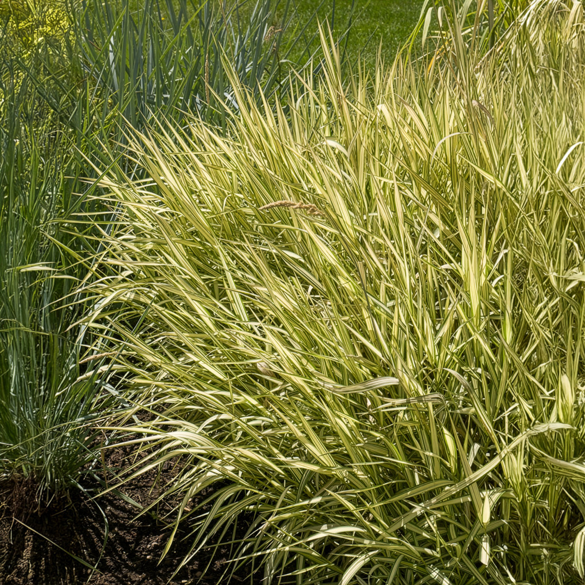 Verkauf Rohrglanzgras Feesey - Phalaris arundinacea Feesey