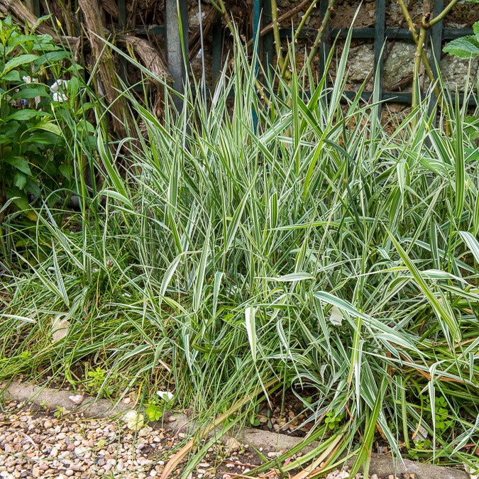 Buntes Rohrglanzgras 'Picta' - Phalaris arundinacea Picta - Bakker