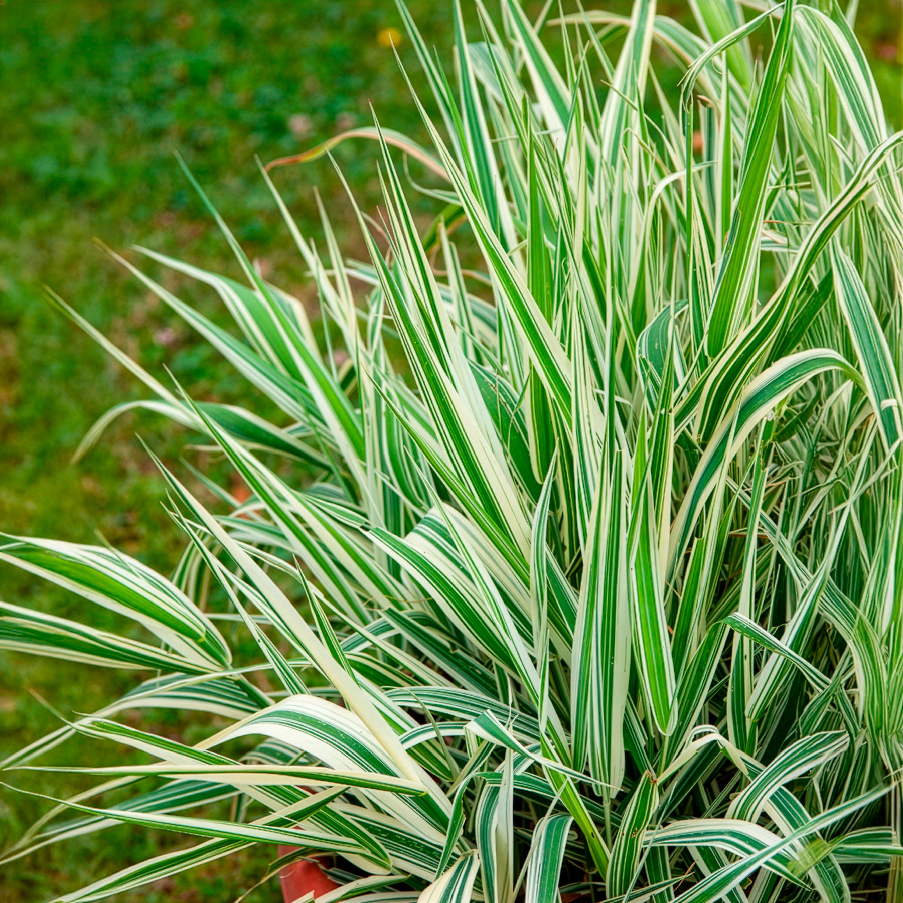 Phalaris arundinacea Picta - Buntes Rohrglanzgras 'Picta' - Schilfe