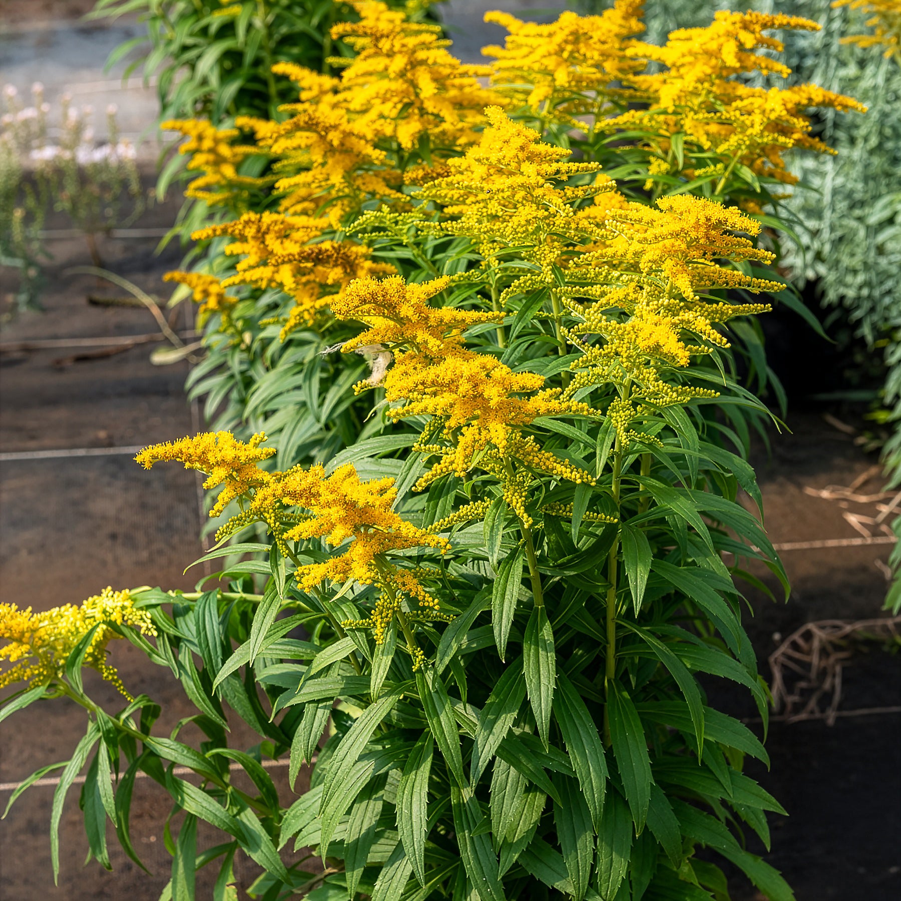 Goldrute Golden Dwarf - Solidago Golden Dwarf - Bakker