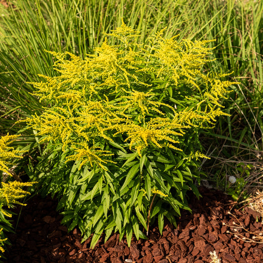 Goldrute Golden Dwarf - Bakker