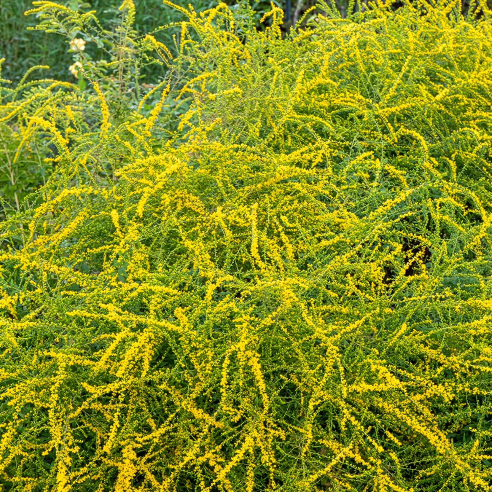 Goldrute Fireworks - Solidago rugosa Fireworks - Bakker