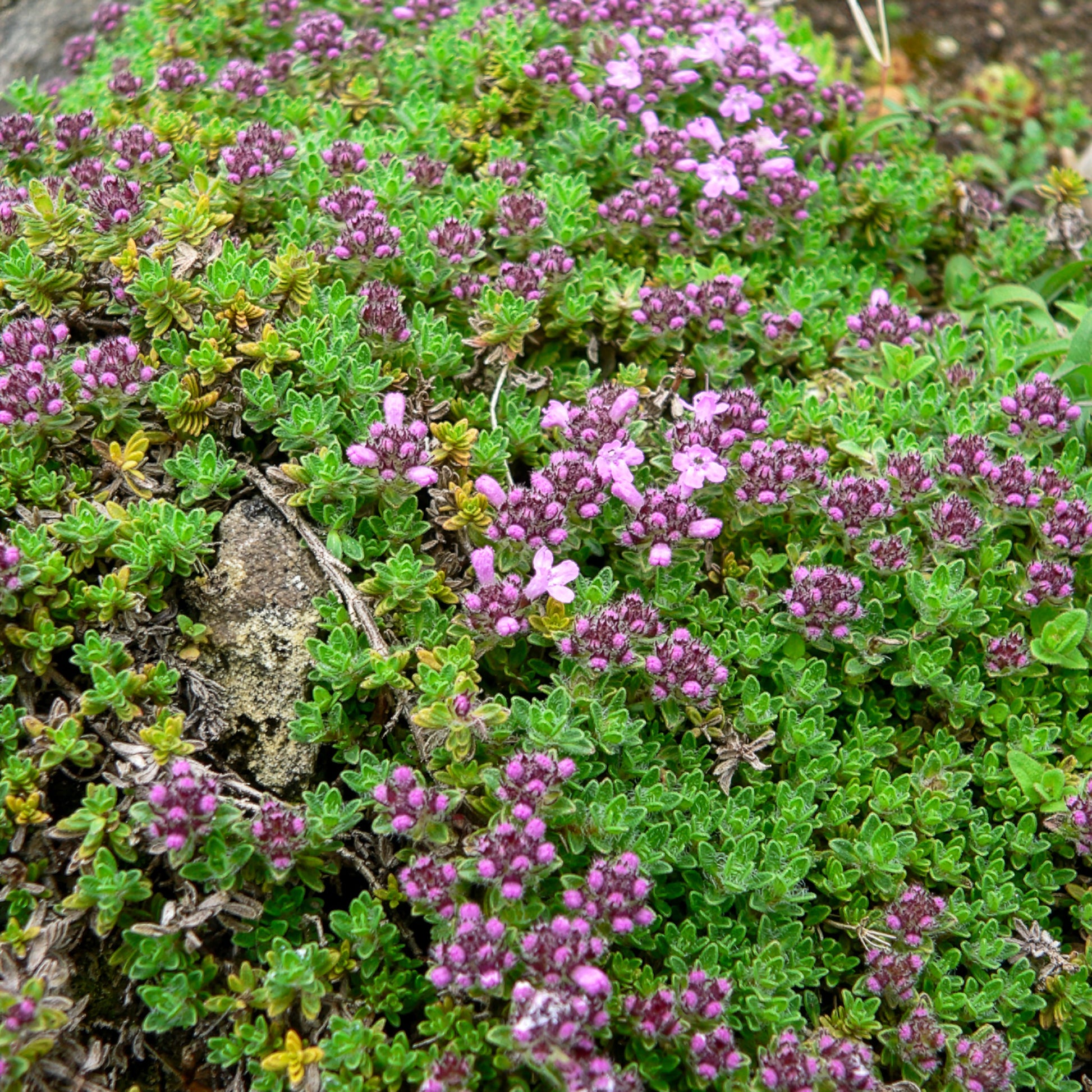 Frühlingsthymian Bressingham - Bakker