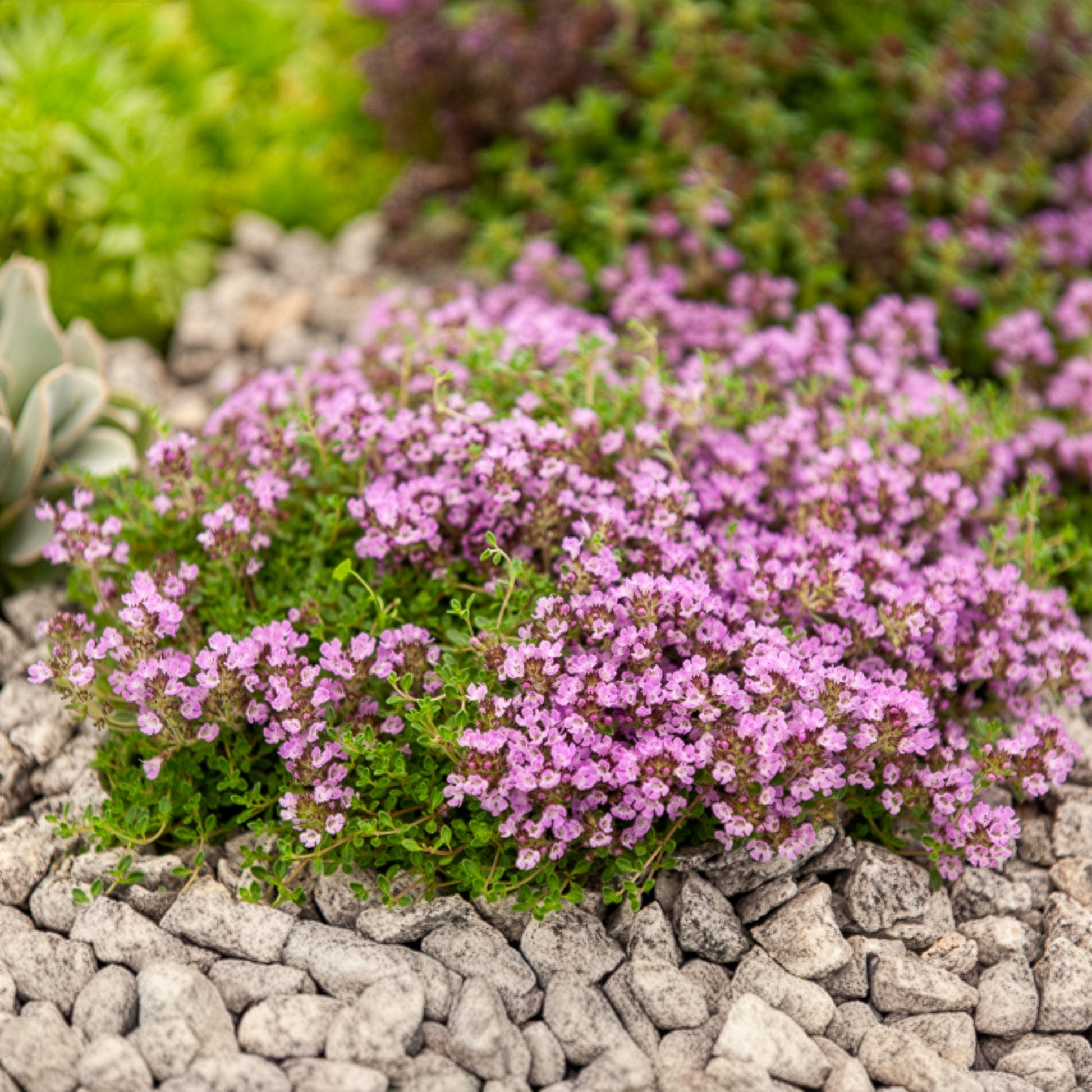 Frühlingsthymian Bressingham - Thymus praecox Bressingham - Bakker