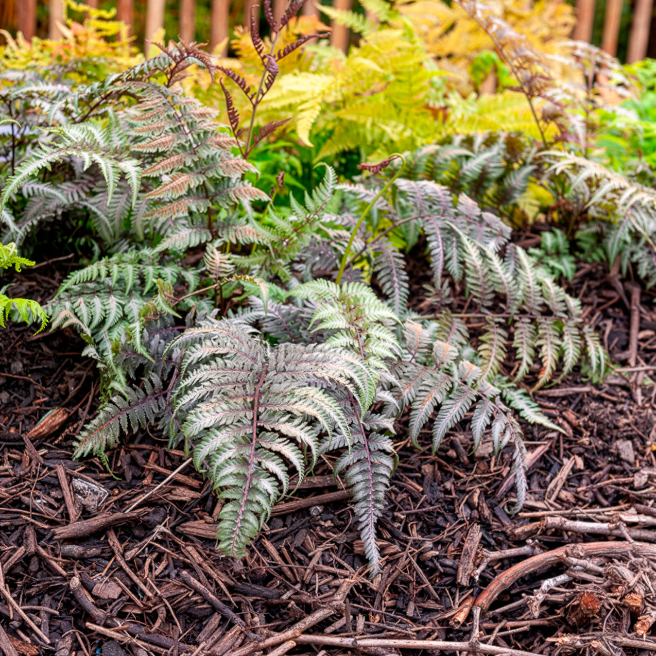 Athyrium niponicum var. pictum (metallicum) - Japanischer Regenbogenfarn Metallicum - Stauden