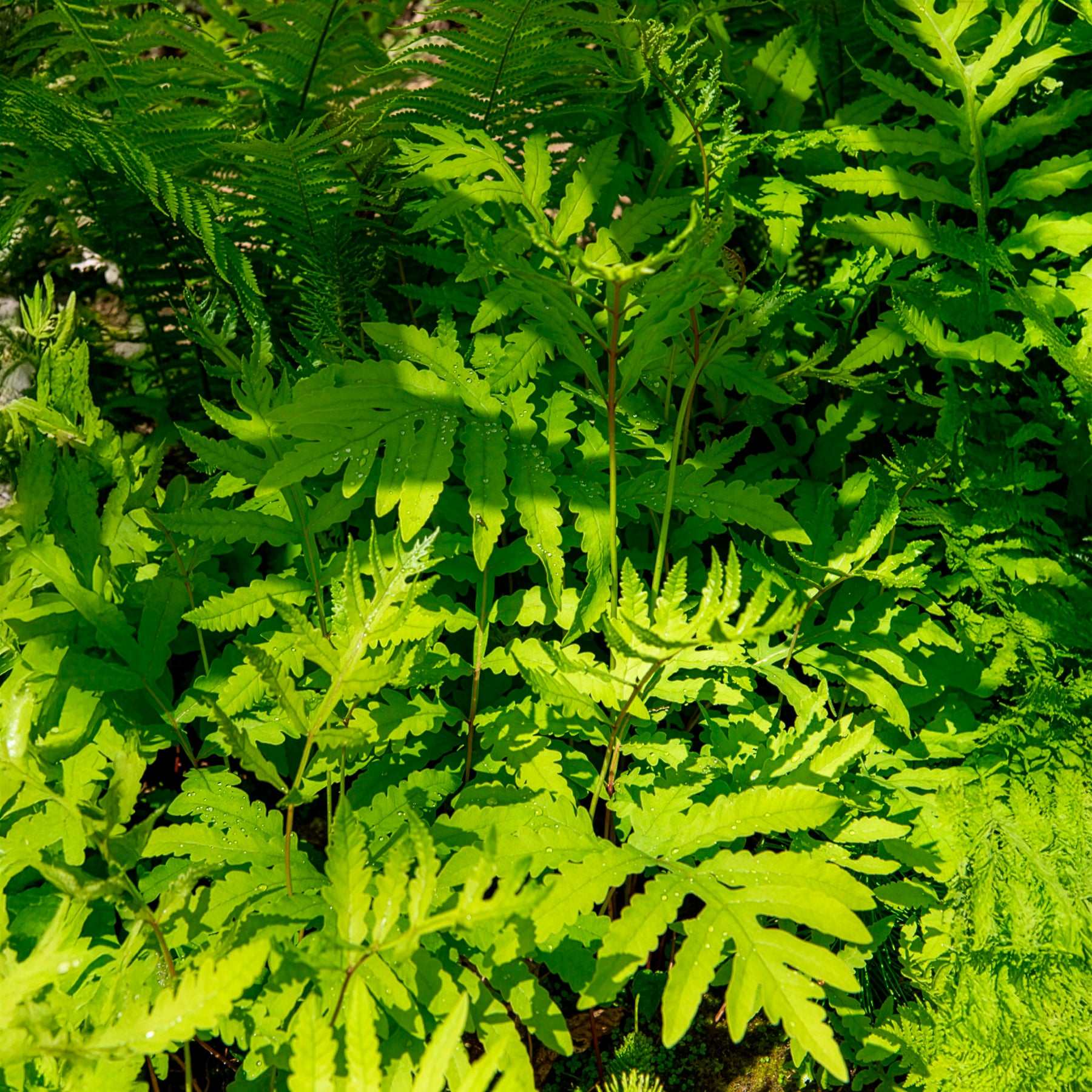 Perlfarn (Onoclea sensibilis) - Onoclea sensibilis - Bakker