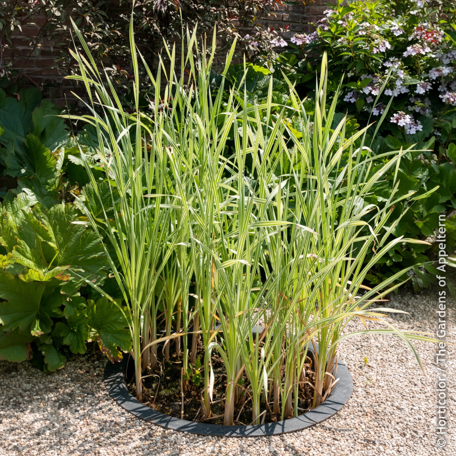 Rohrkolben Variegata - Bakker
