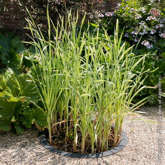 Rohrkolben Variegata - Bakker