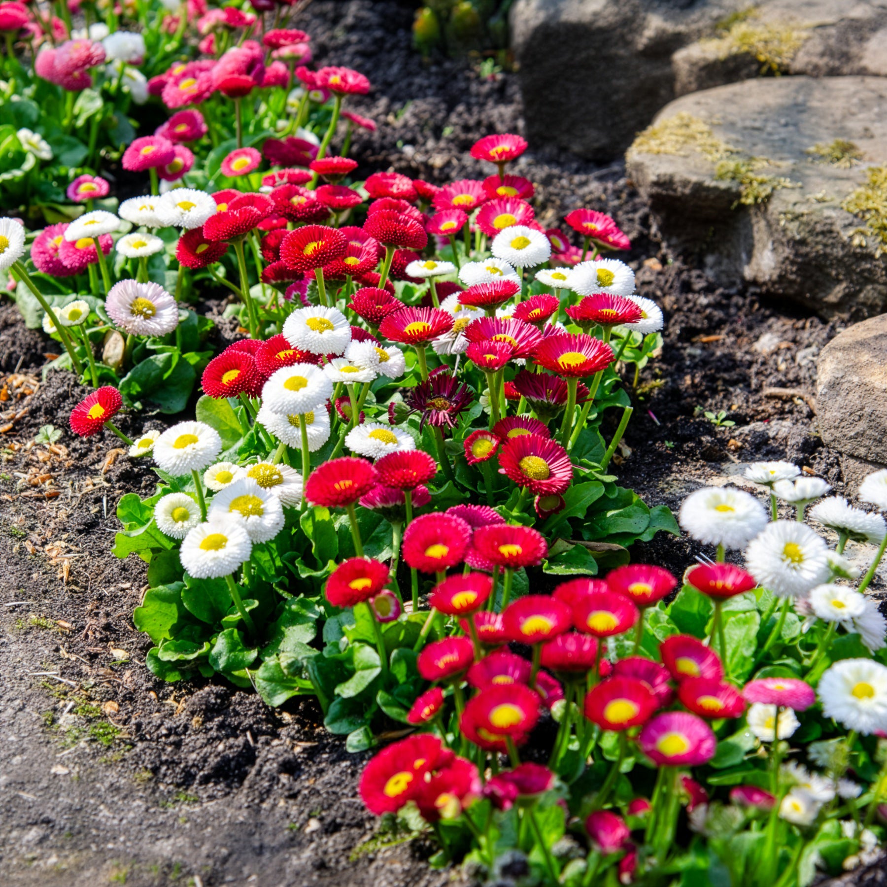 Gänseblümchen Mischung (x2) - Bellis perennis - Bakker