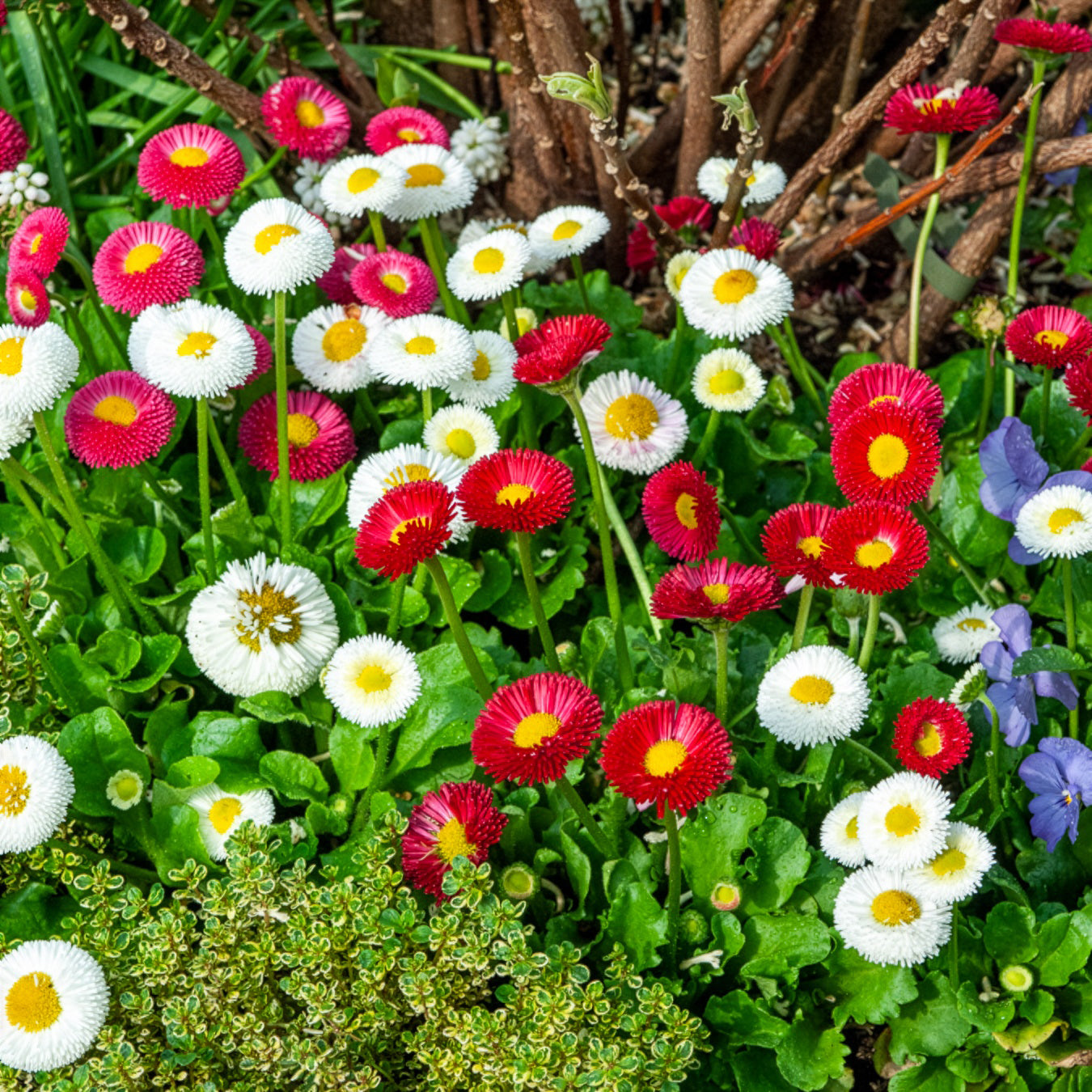 Bellis perennis - Gänseblümchen Mischung (x2) - Stauden
