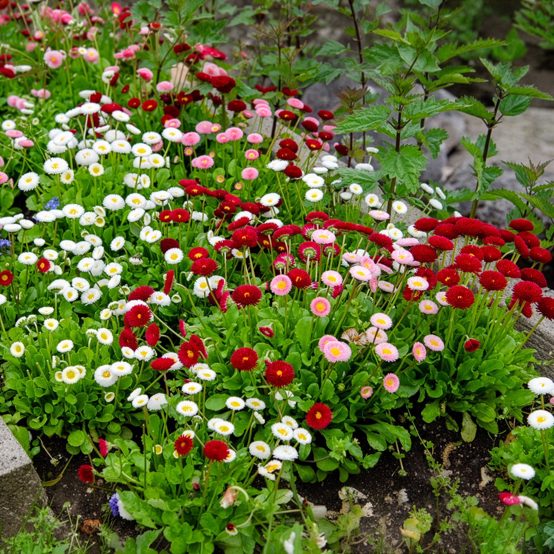 Stauden - Gänseblümchen Mischung (x2) - Bellis perennis