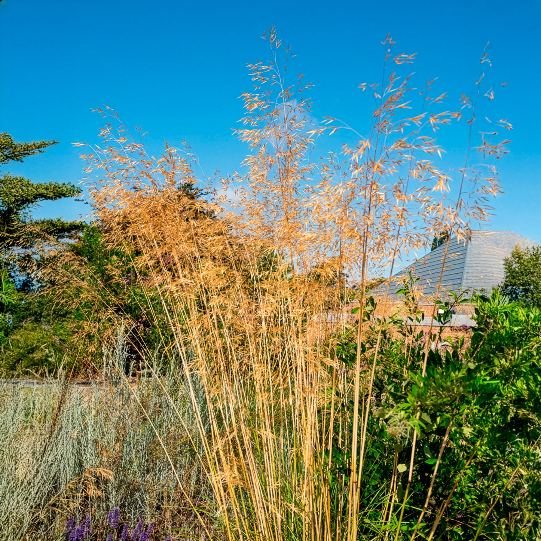 Riesen-Federgras (Stipa gigantea) - Stipa - Bakker