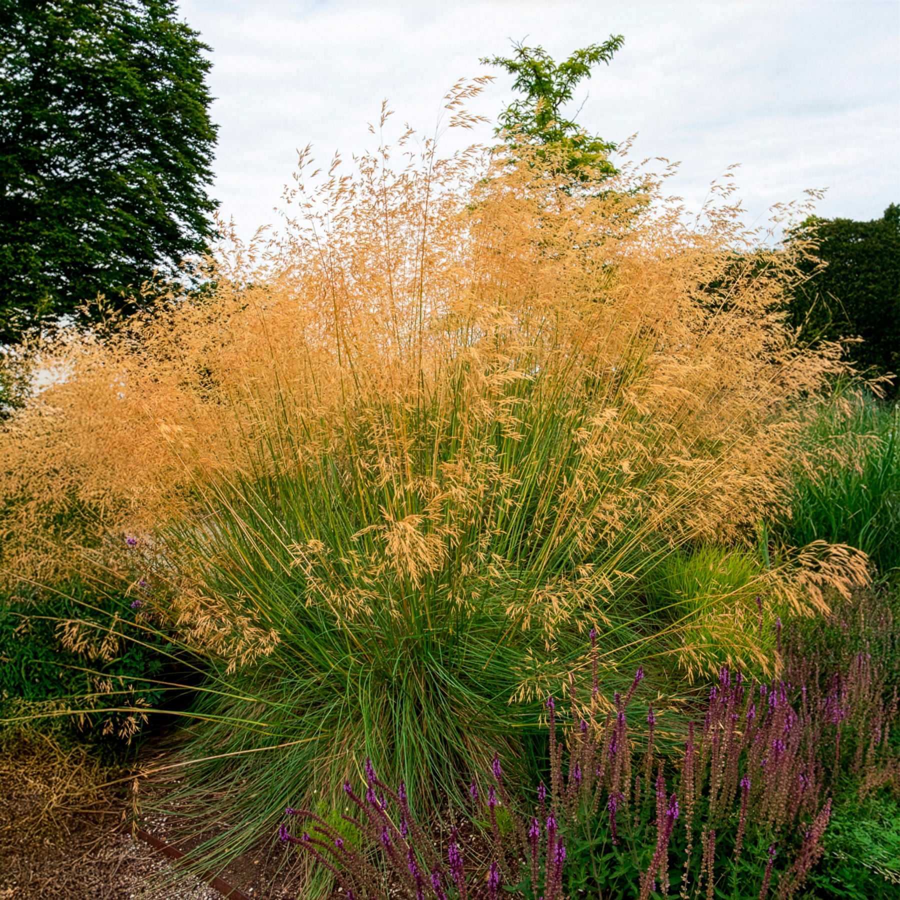 Verkauf Riesen-Federgras (Stipa gigantea)