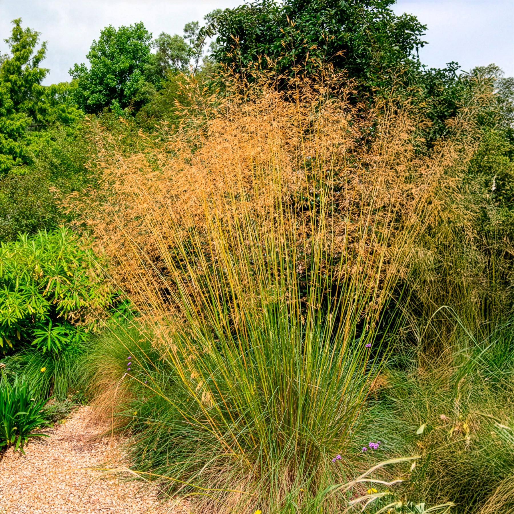 Verkauf Riesen-Federgras (Stipa gigantea) - Stipa gigantea