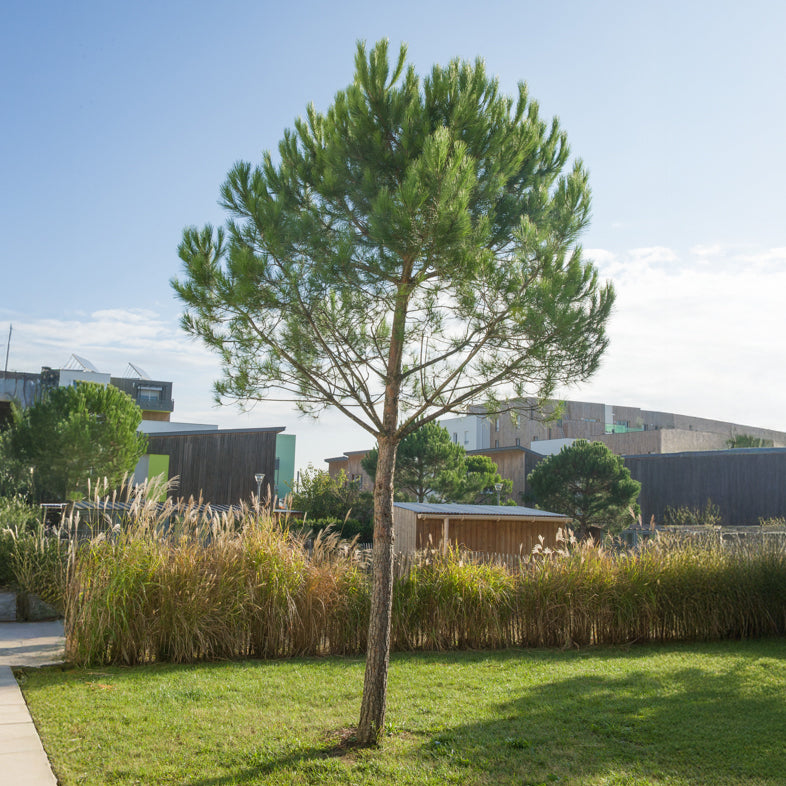 Kiefer - Pinie - Pinus pinea