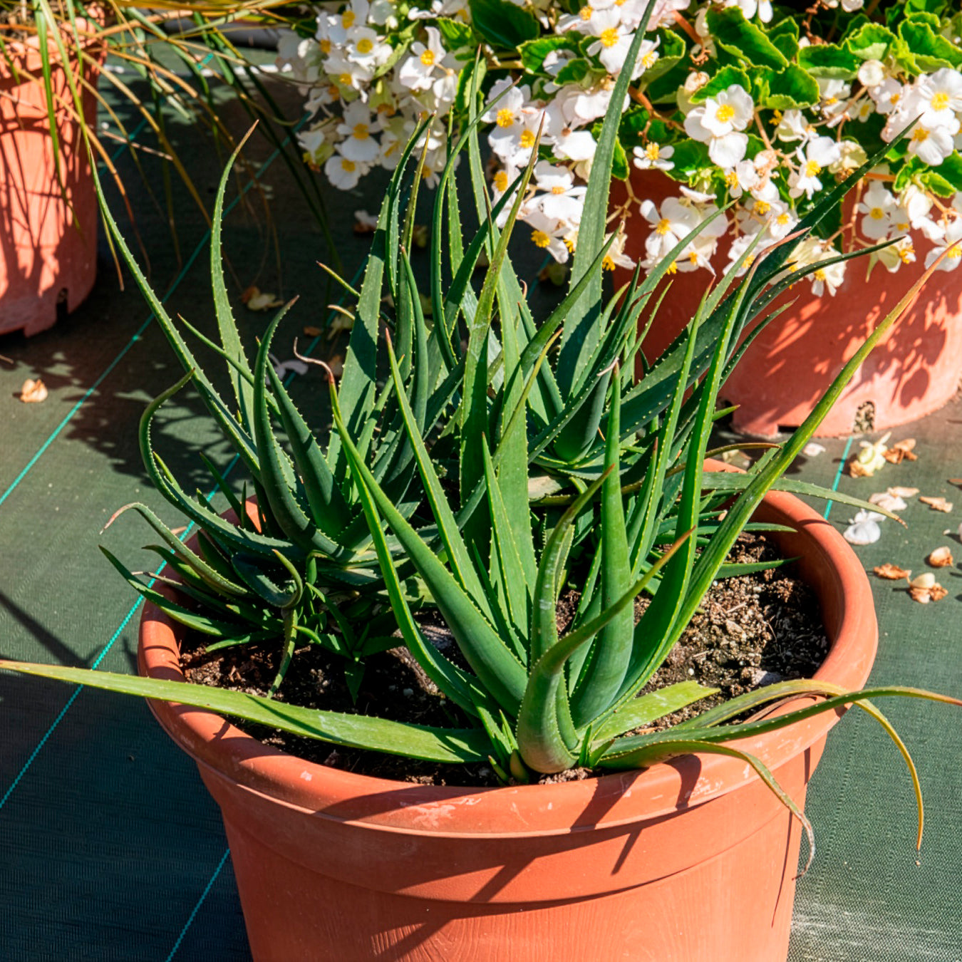 Aloe x safari Sunrise ® - Aloe Safari Sunrise - Agave