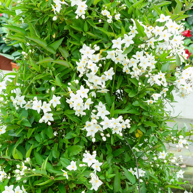 Jasmin-Nachtschatten (Solanum jasminoides) - Bakker